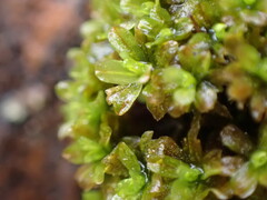 Syntrichia latifolia