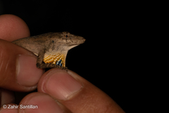 Anolis sericeus