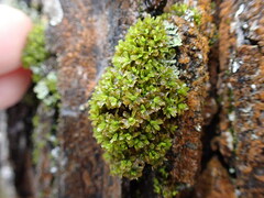 Syntrichia latifolia