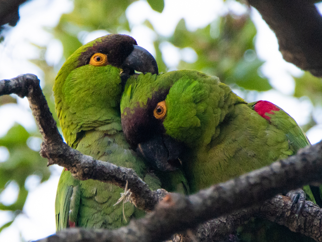 Maroon-fronted Parrot photo