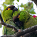 Maroon-fronted Parrot - Photo (c) Leonardo Guzmán, some rights reserved (CC BY-NC-ND), uploaded by Leonardo Guzmán