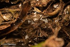 Acanthoctenus