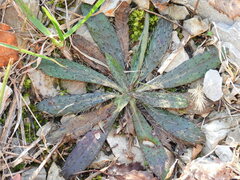 Pilosella piloselloides