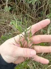 Baccharis angustifolia