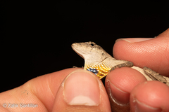 Anolis sericeus