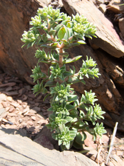 Crassula setulosa