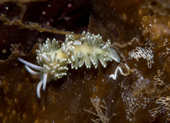 Diaphoreolis viridis