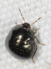 Coptosoma scutellatum