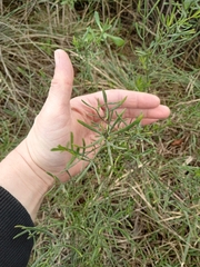 Baccharis angustifolia