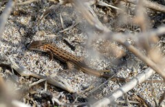 Psammodromus edwarsianus