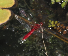 Urothemis aliena