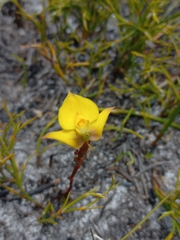 Disa tenuifolia
