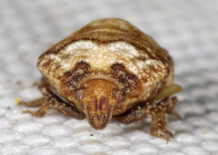 Vilpianus galii