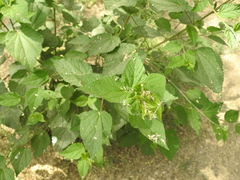 Sidastrum paniculatum