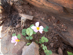 Oxalis obliquifolia