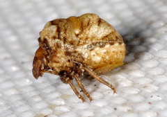 Vilpianus galii