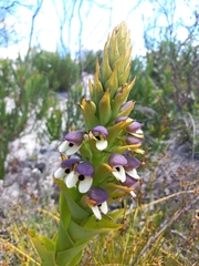 Disa cornuta