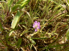 Drosera indica