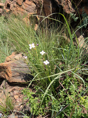 Heliophila carnosa