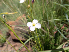 Heliophila carnosa