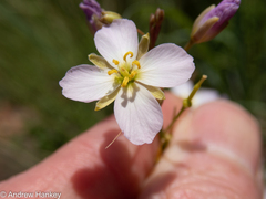 Heliophila carnosa