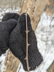 Zanthoxylum americanum