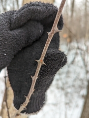 Zanthoxylum americanum