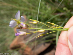 Heliophila carnosa