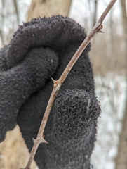 Zanthoxylum americanum