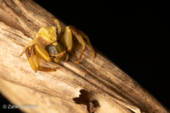 Misumenoides