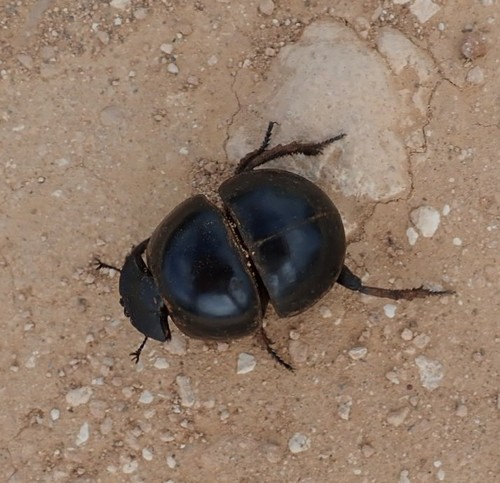 Cape Flightless Dung Beetle photo 5