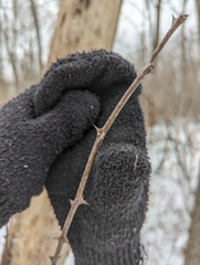 Zanthoxylum americanum
