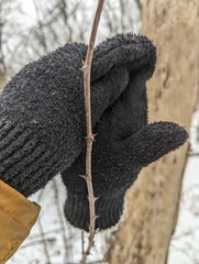 Zanthoxylum americanum