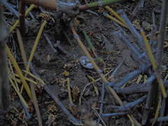 Cyathus olla