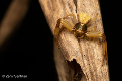 Misumenoides