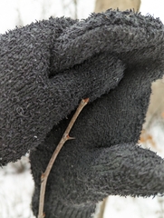 Zanthoxylum americanum