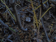 Cyathus olla