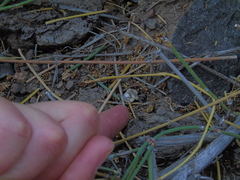 Cyathus olla