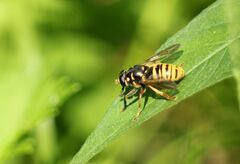 Temnostoma vespiforme