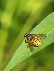 Temnostoma vespiforme