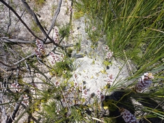 Satyrium rhynchanthum