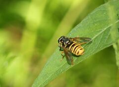 Temnostoma vespiforme