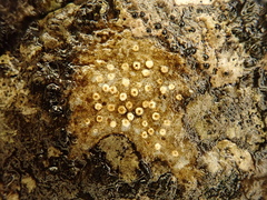 Gyalecta jenensis