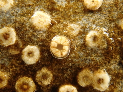 Gyalecta jenensis