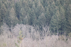 Corvus cornix × corone