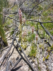 Satyrium rhynchanthum
