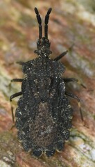 Aradus brevicollis