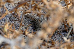 Psammodromus edwarsianus