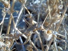 Orthoptera