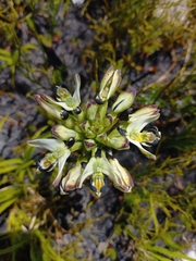 Disa bivalvata